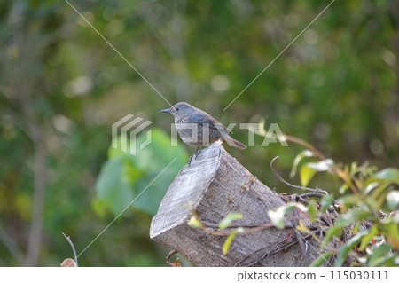 Islamic bluebird (female) Islamic bluebird (female) 115030111