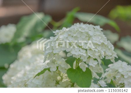 白色繡球花 115030142