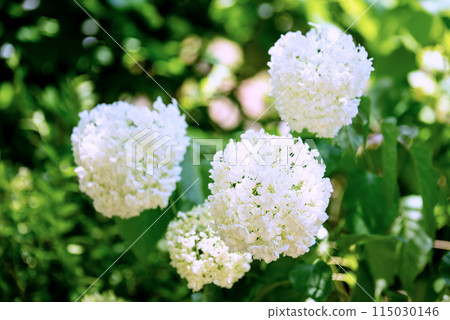 Sankoji Temple when hydrangeas bloom Sankoji Temple when hydrangeas bloom 115030146