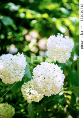 Sankoji Temple when hydrangeas bloom Sankoji Temple when hydrangeas bloom 115030148