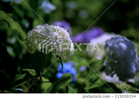 Sankoji Temple when hydrangeas bloom Sankoji Temple when hydrangeas bloom 115030154