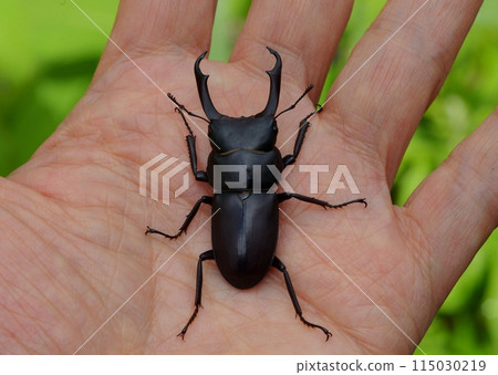 Dorcus rectus 115030219