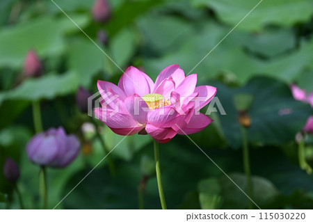ancient lotus pink petals 115030220