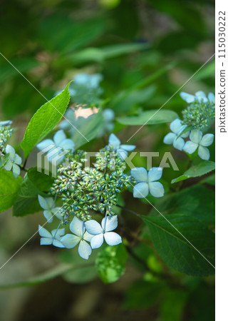 Sankoji Temple when hydrangeas bloom Sankoji Temple when hydrangeas bloom 115030222