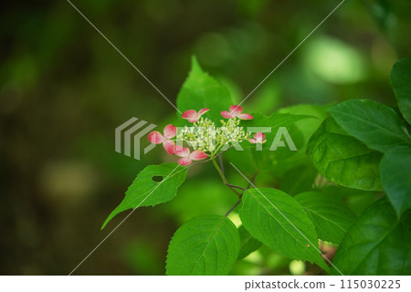 Sankoji Temple when hydrangeas bloom Sankoji Temple when hydrangeas bloom 115030225