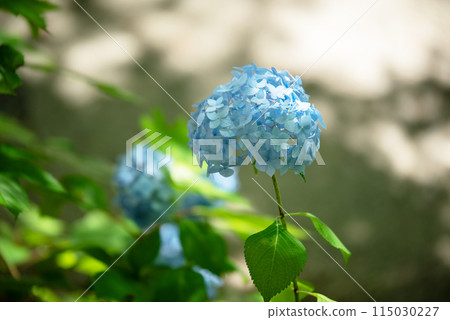 Sankoji Temple when hydrangeas bloom Sankoji Temple when hydrangeas bloom 115030227