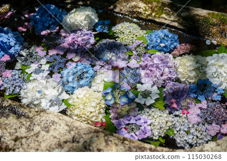 繡球花開時的三光寺 115030268