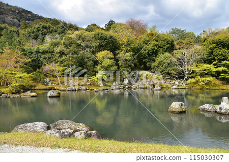 日本春天的京都，世界文化遺產天龍寺，特殊風景區曾池花園，櫻花盛開，綠意盎然 115030307