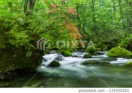 [Aomori Prefecture_Oirase Gorge] Ishigedo in early summer 115030383