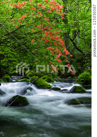 [Aomori Prefecture_Oirase Gorge] Ishigedo in early summer 115030387