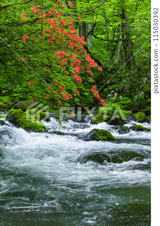 [Aomori Prefecture_Oirase Gorge] Ishigedo in early summer 115030392