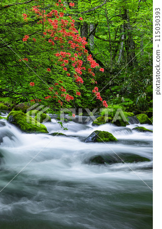 [Aomori Prefecture_Oirase Gorge] Ishigedo in early summer 115030393