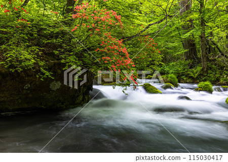【青森縣_奧入瀨溪谷】初夏的石戶 【青森縣_奧入瀨溪谷】初夏的石戶 115030417