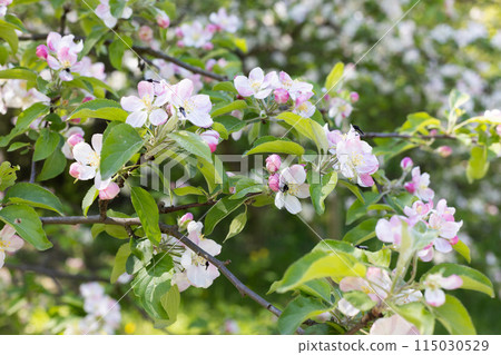 Apple tree in blossom. Floral spring background. 115030529
