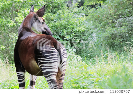 Okapi 115030707