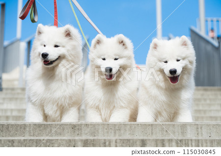 Funny Samoyed dogs are lying on the stairs Funny Samoyed dogs are lying on the stairs 115030845