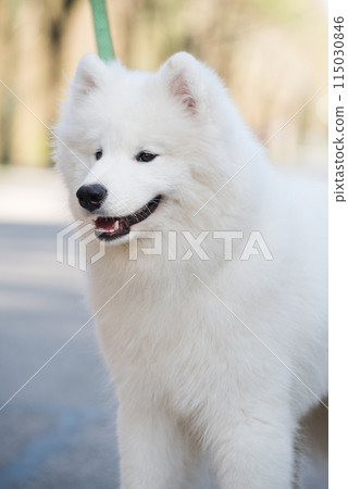 Samoyed white dog on a leash on park road Mezaparks, Latvia 115030846