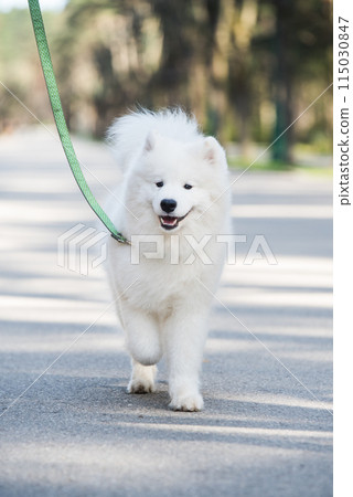 Samoyed white dog on a leash on park road Mezaparks, Latvia 115030847