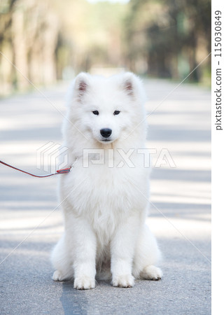 Samoyed white dog on a leash on park road Mezaparks, Latvia 115030849