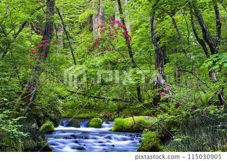 【青森縣_奧入瀨溪】初夏的三亂流 【青森縣_奧入瀨溪】初夏的三亂流 115030905