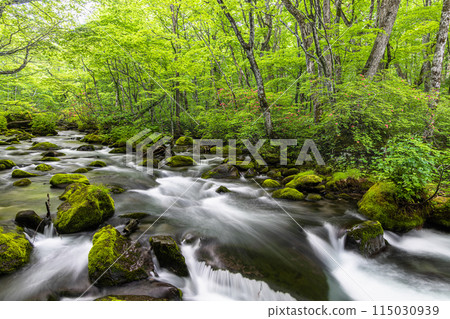 [Aomori Prefecture_Oirase Gorge] Sanran flow in early summer 115030939