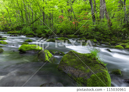 [Aomori Prefecture_Oirase Gorge] Sanran flow in early summer 115030961