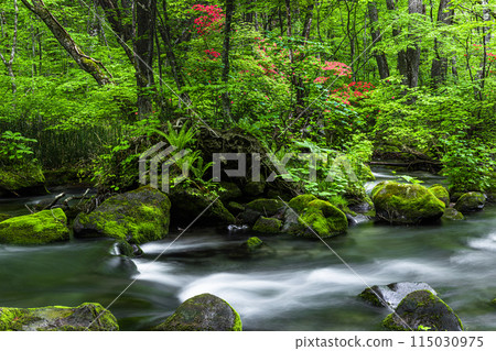 [Aomori Prefecture_Oirase Gorge] Sanran flow in early summer 115030975
