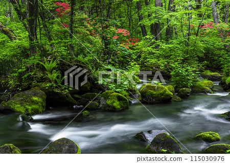 [Aomori Prefecture_Oirase Gorge] Sanran flow in early summer 115030976