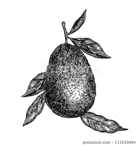 Avocado hass graphic vector illustration, hand drawn sketch of vegetable, leaf. Botanical drawing of tropical fruit. Engraving for food packaging design. Plant sketch Avocado hass graphic vector illustration, hand drawn sketch of vegetable, leaf. Botanical drawing of tropical fruit. Engraving for food packaging design. Plant sketch 115030984