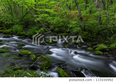 [Aomori Prefecture_Oirase Gorge] Sanran flow in early summer 115030992