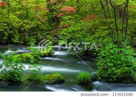 [Aomori Prefecture_Oirase Gorge] Sanran flow in early summer 115031080