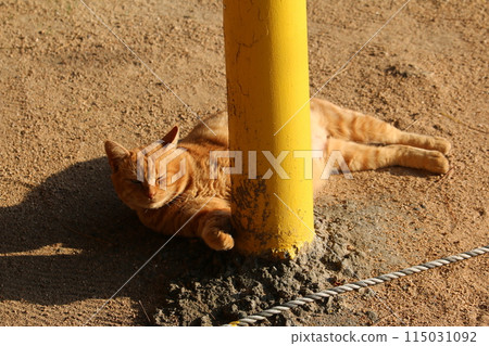 Setouchi Island Cat Setouchi Island Cat 115031092