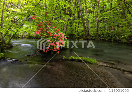 【青森縣_奧入瀨溪】初夏的三亂流 115031093