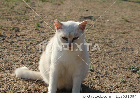 Setouchi Island Cat Setouchi Island Cat 115031094