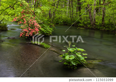 【青森縣_奧入瀨溪】初夏的三亂流 115031099