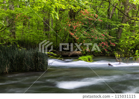 [Aomori Prefecture_Oirase Gorge] Sanran flow in early summer 115031115