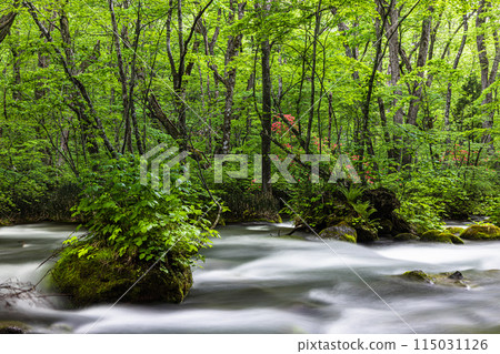 [Aomori Prefecture_Oirase Gorge] Sanran flow in early summer 115031126