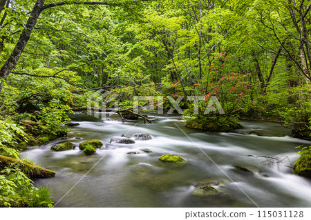 [Aomori Prefecture_Oirase Gorge] Sanran flow in early summer 115031128