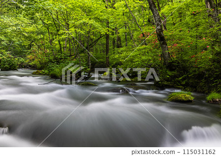 [Aomori Prefecture_Oirase Gorge] Sanran flow in early summer 115031162