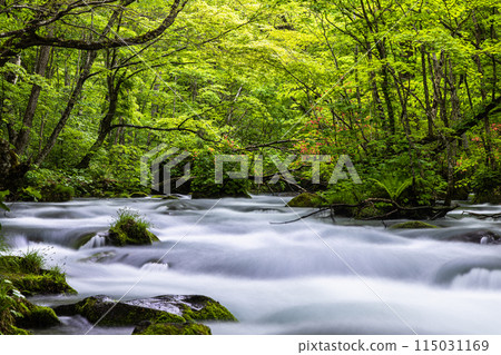 [Aomori Prefecture_Oirase Gorge] Sanran flow in early summer 115031169