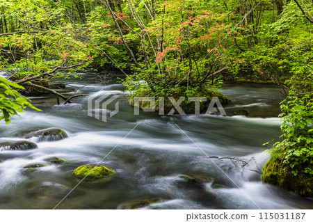 [Aomori Prefecture_Oirase Gorge] Sanran flow in early summer 115031187