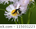 Funoziguma 115031223