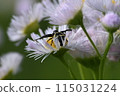 Funoziguma 115031224