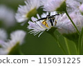 Funoziguma 115031225