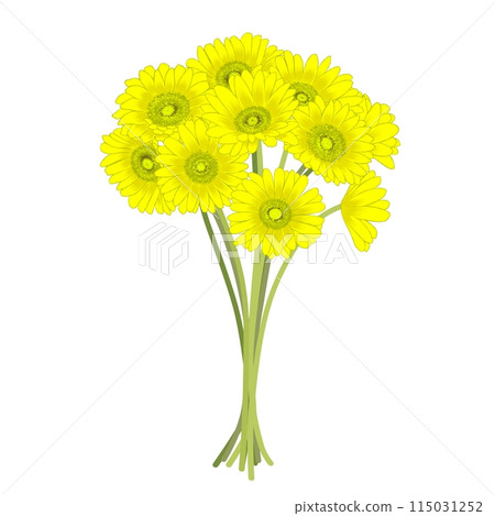 黃色非洲菊 黃色非洲菊 115031252