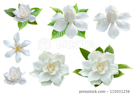 幾種梔子花的美麗剪紙（透明背景） 115031256