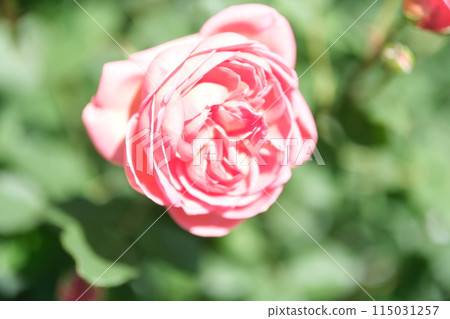 玫瑰 115031257