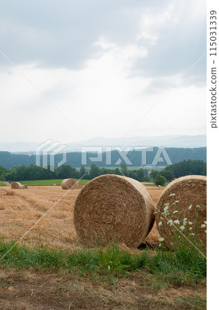 Wheat rolls in wheat fields after harvesting Wheat rolls in wheat fields after harvesting 115031339