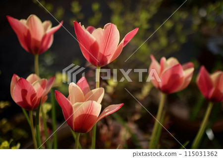 The native tulip "Clusiana anica" has a deeper red color in this location. The flower's meaning of "compassion" has deepened. The native tulip "Clusiana anica" has a deeper red color in this location. The flower's meaning of "compassion" has deepened. 115031362