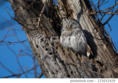 Ezo owl resting in the hollow of an old tree Ezo owl resting in the hollow of an old tree 115031429